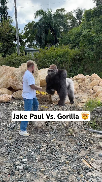 Me Vs. Gorilla 🦍