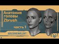 CG stream. Анатомия головы. ZBrush. Part 1