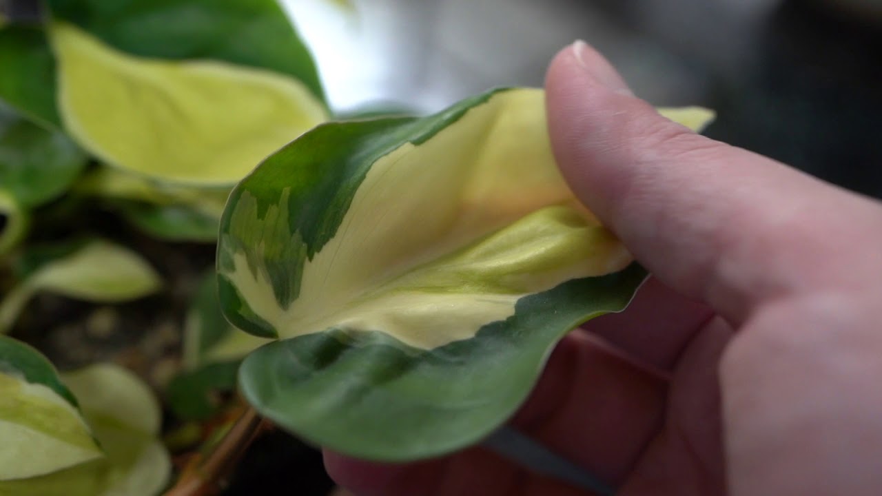 Distinguishing Your Plant: Philodendron Gabby