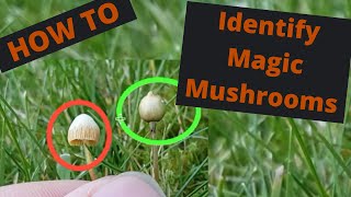 How to identify magic mushrooms  the complete identification guide to magic mushrooms in the UK!
