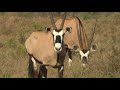 South africa oryx or gemsbok