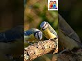 “નાની ચકી ની મીઠી વાર્તા 🐦💛ખુશી વહેંચવાથી વધે છે! 😊