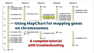Famous How to use Mapchart for localization of genes on chromosomes? #genes #chromosomes #mapchart Profile