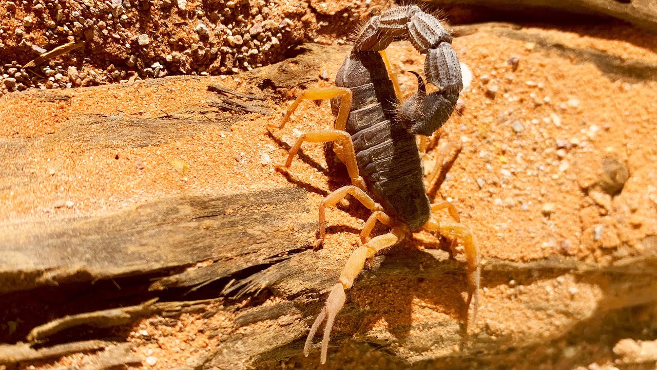 Parabuthus villosus oranje morph Scorpion (Namibia) digging a hide