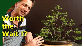 Bonsai Forest Development | 2 years Spruce
