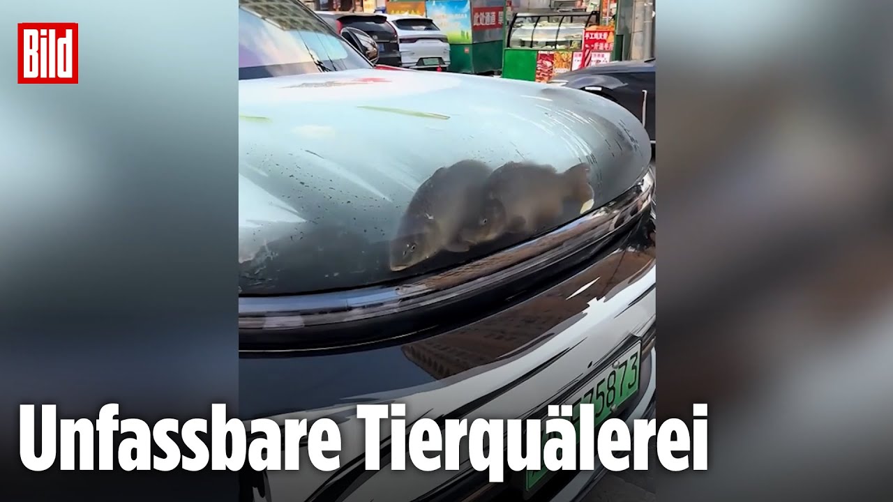Chinese baut Fische in Auto ein