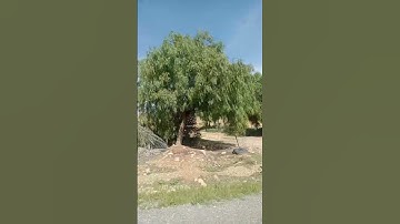 #وقال ربي اشرح لي  صدري و يسر لي أمري #سورة طه #تلاوة خاشعة #محمد فقيه