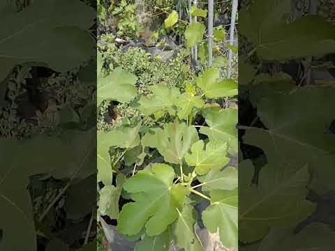 تباشير الخير في إنتاج تين العبيد إندونيسيا