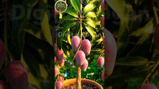 Tiny Mango Tree Grows Hundreds of Purple-Red Mangoes! 🥭😱 #mango #shortvideo