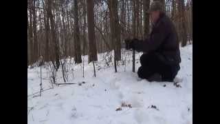 Snaring bobcats and fox in snow trails