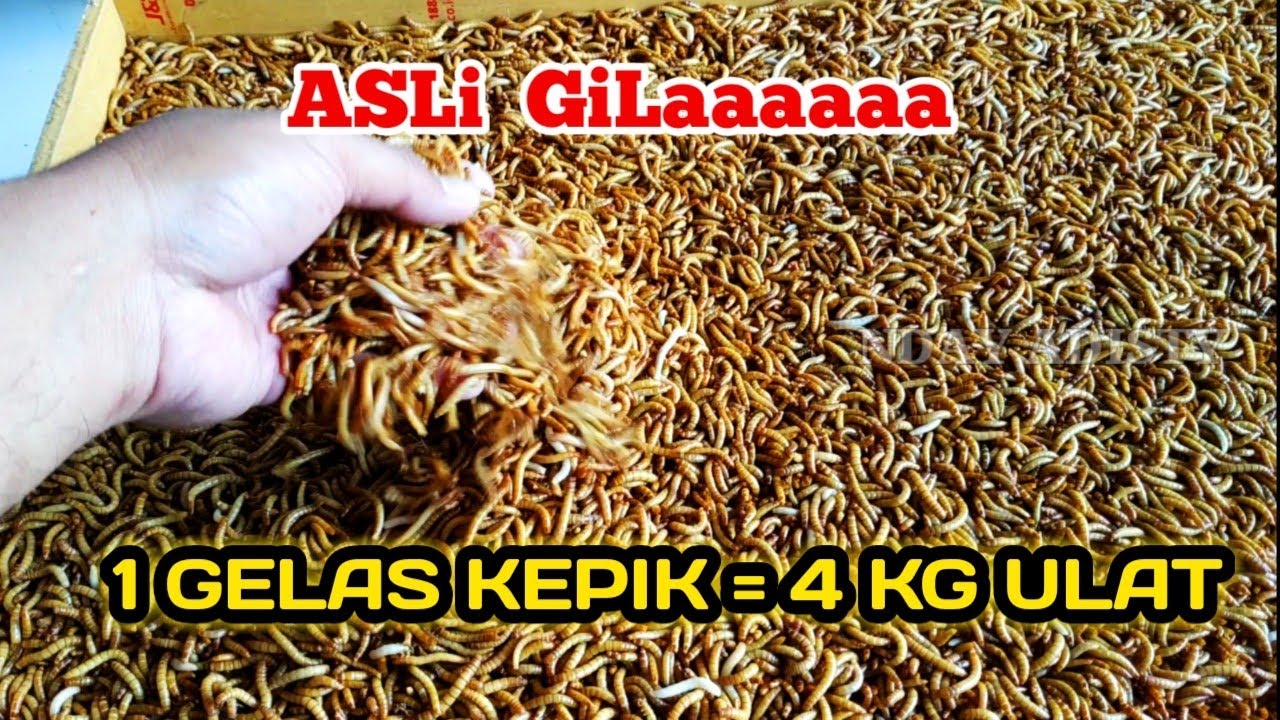 PANEN ULAT HONGKONG MELIMPAH | HOW TO BREED MEALWORMS