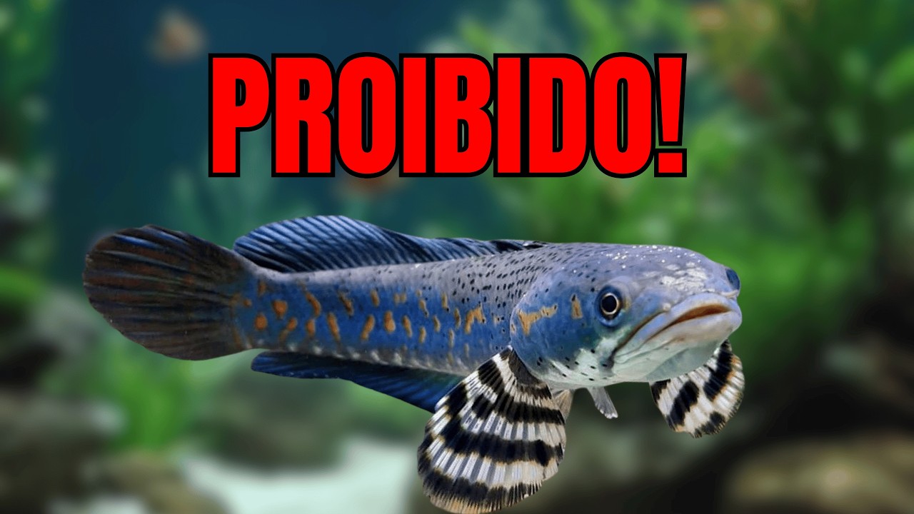 Peixes de Aquário que Deveriam Ser PROIBIDOS! (Fuja Desses!)