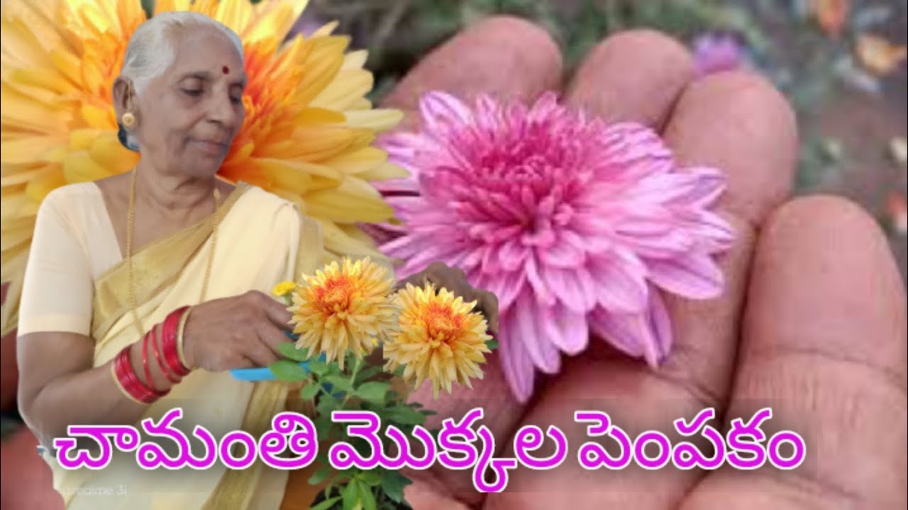 chamanthi plant care in teluguhow to grow chamanthi planthow to grow