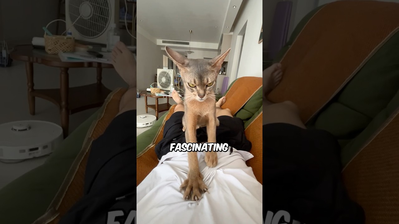 Почему кошки месят тесто (делают печенье) 🍪