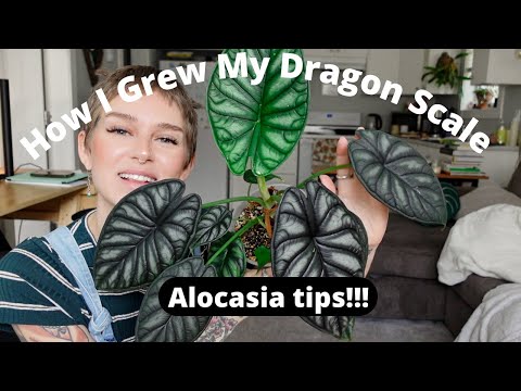 Alocasia Dragon Scale Care | How I grew mine large in a year!