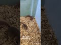 adult micro squril cute pet #rat #microsqril #squrrel #mice #petlover #animals #animals #hamster