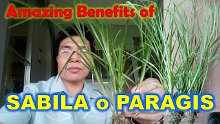 PARAGIS o SABILA :  Has Unlimited Amazing Benefits!