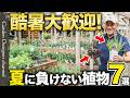 【夏を旺盛に！】一年草から宿根草まで多種を紹介！暑さにも耐えられるオススメ植物を紹介！【7 Heat-Tolerant Plants for Summer】