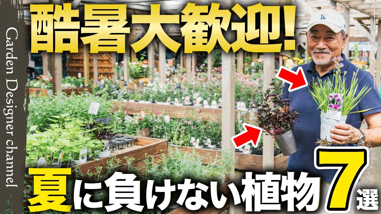 【夏を旺盛に！】一年草から宿根草まで多種を紹介！暑さにも耐えられるオススメ植物を紹介！【7 Heat-Tolerant Plants for Summer】