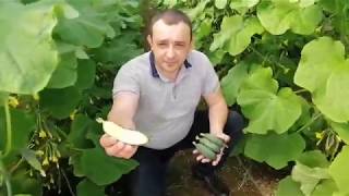 ГБ 08 Коломбо F1 У Вас уже есть огурец? А мы третью выборку делаем!!!