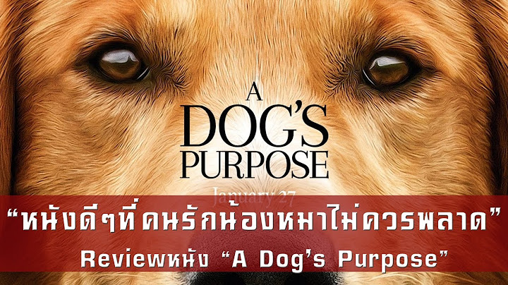 A dog purpose ม หมาพ นธ อะไรบ าง