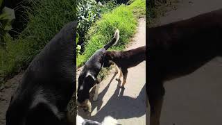 Dogs in Dawaipani ❤️ #reels #dog #dogs #viral #yputubeshorts