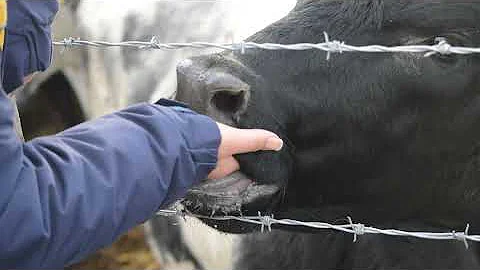 cow sucking my sisters hand