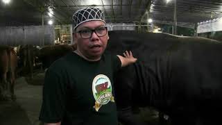 Sumiland Farm Grosir Hewan Qurban Bernuansa Asian Games