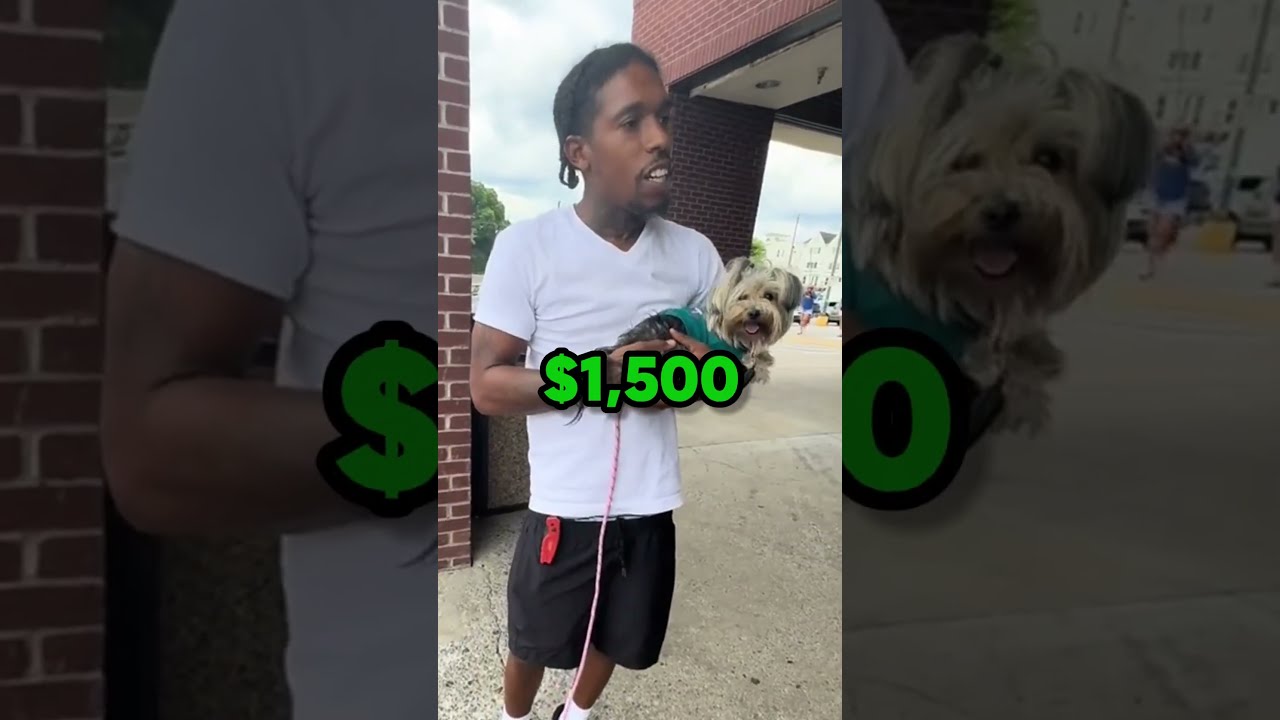 She Found Her Missing Dog Quietlydope 