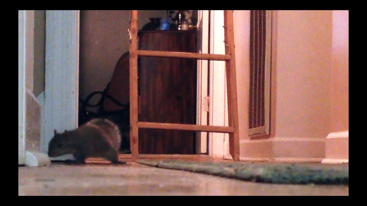 Funny Wild Squirrel in My House!! YouTube