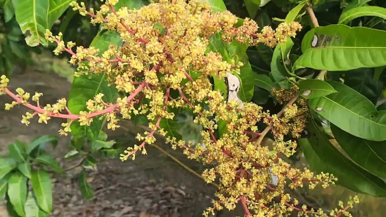 Thăm vuon dl 400 goc