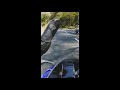 桜の紅葉ロード YZF-R1 クロスプレーンサウンド Spring Cherry Blossoms Road Crossplane Exhaust Sound ASMR🔊
