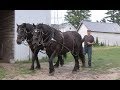 Amish Horse Series with Author Thomas Nye