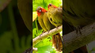 Beautiful Colored Birds #shorts #nature #bird #birdslover #relaxation #stressrelief #birdsounds