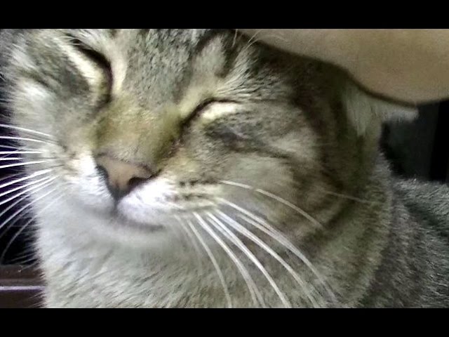 助けた猫がお礼を言いにやって来た 不思議な猫物語 猫との会話を楽しむ動画 Conversation With A Cat Youtube