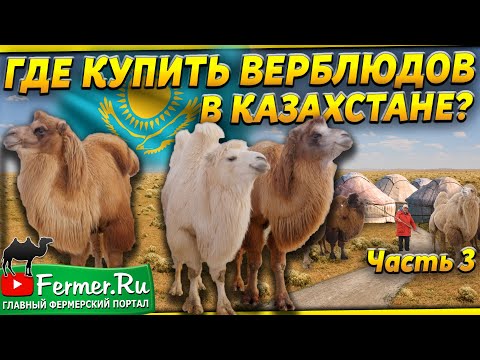 Верблюды на продажу. Бизнес по разведению верблюдов. Верблюды в казахской степи. Водопой верблюдов.