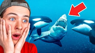 Animals That Messed With The Wrong Opponent...