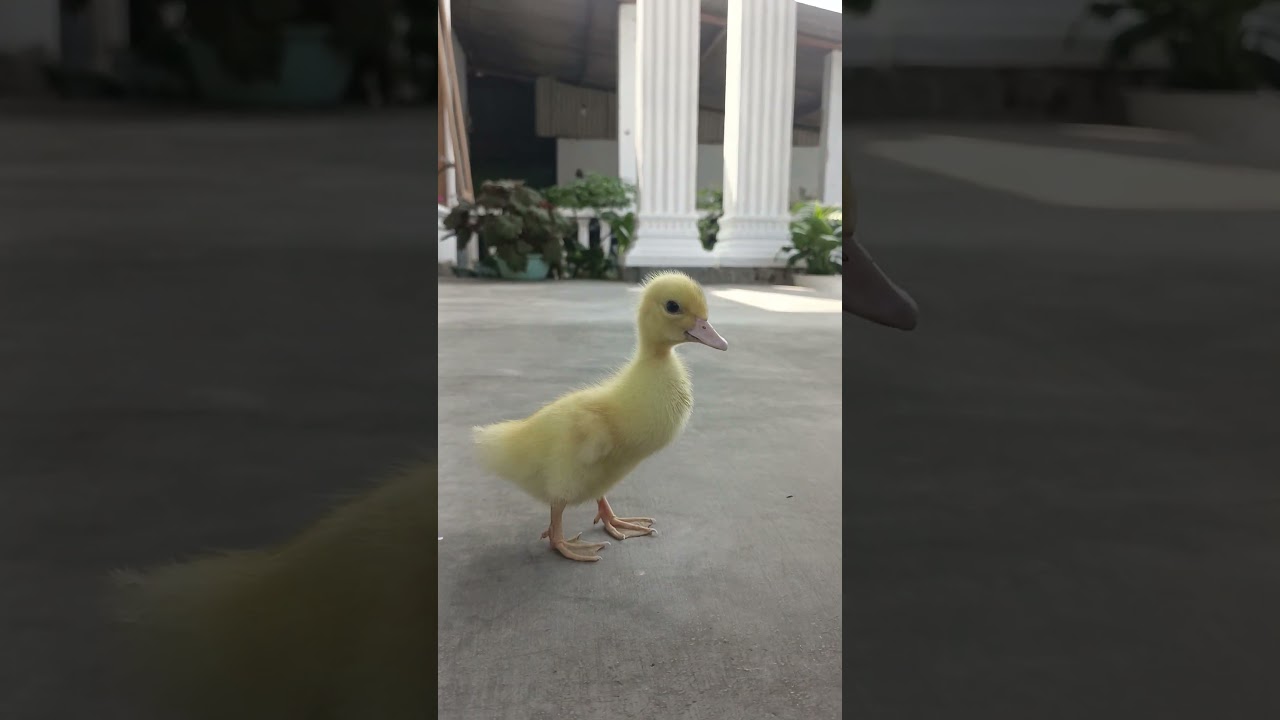 funny baby duckling #funny #cuteduck #babyducklings #anomali #anomaliviral #duck #ducklingspro #cute