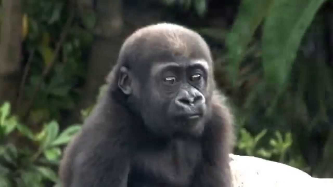 08 Cute Baby Gorilla One Year Old かわいいゴリラの赤ちゃん 一歳 Youtube