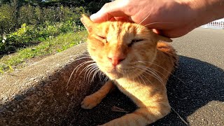 公園のウォーキングコースで寝ていた野良猫をナデナデしてきた