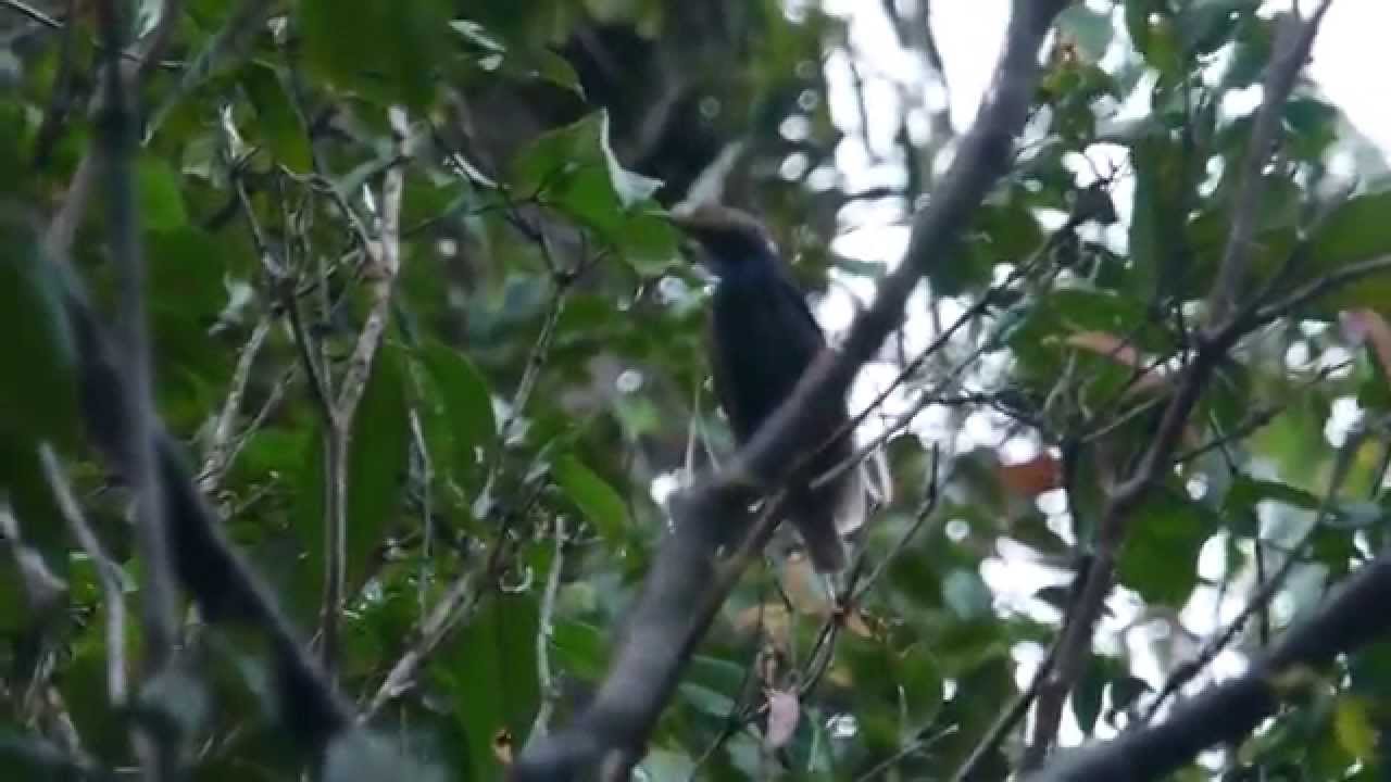 Wallace's Standardwing birds of paradise displaying on Bacan n Halmahera