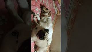 কযনড এলসর কন কমড বক দচছ