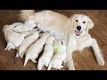 Собака рожает красивых щенков |  Красивые щенки родились
