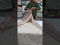 Premium cotton banarsi borders chikankari saree | Shyamal Chikan Lucknow |