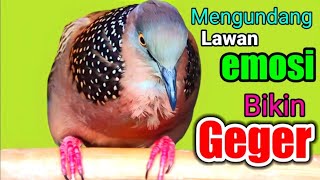 TEKUKUT GACOR suara merdu LANTANG - TERBUKTI AMPUH UNTUK PANCINGAN 100% BIKIN NYAUT EMOSI (TERAPI)
