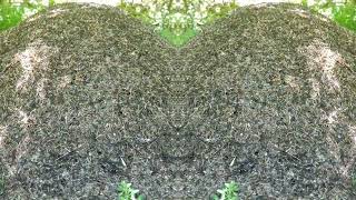 DOHAMME Ant Dance - LCQD