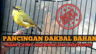 TERAPI PLECI DAKBAL MANCET BUNYI AGAR CEPAT NGERIWIK NGEPLONG