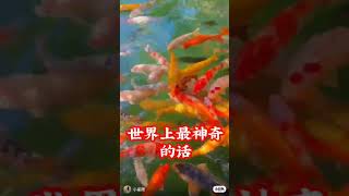 恩师卢军宏台长精彩开示
