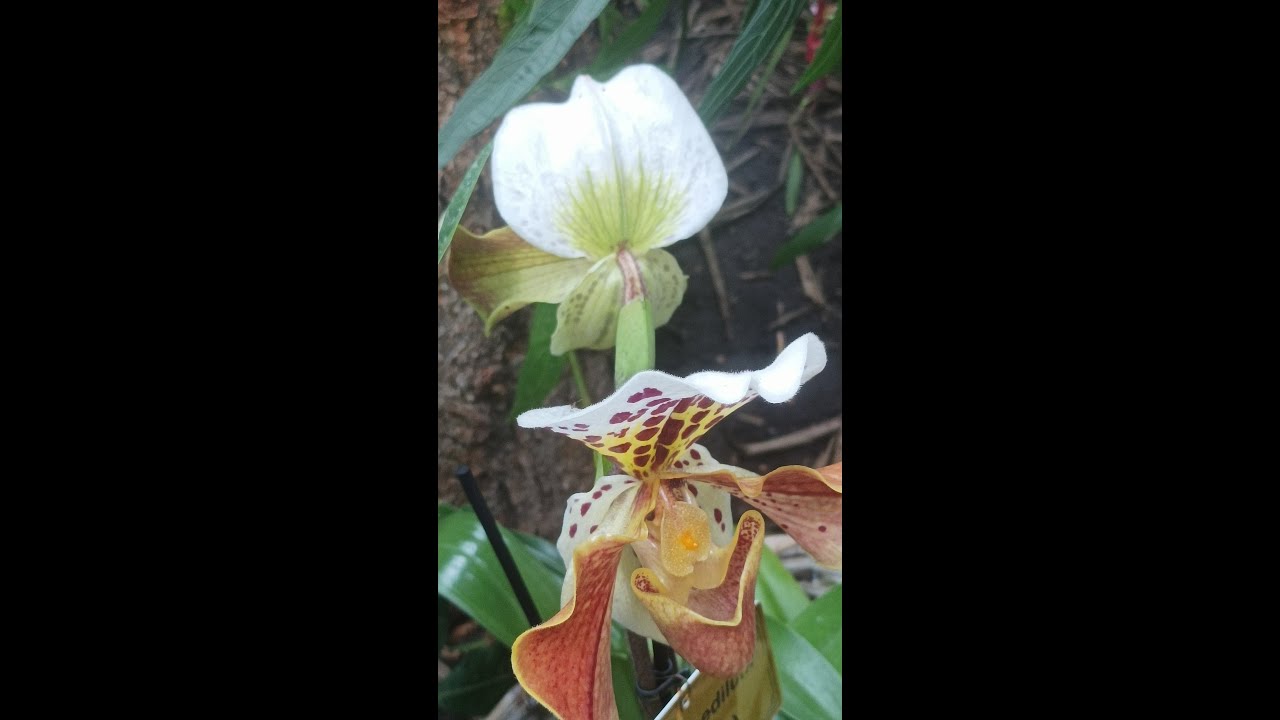Des Orchidées pour Miss Blandish - YouTube