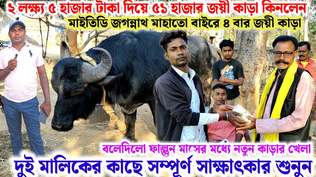 ২ লক্ষ্য ৫ হাজার টাকা দিয়ে🌼৫১ হাজার জয়ী কাড়া কিনলেন🔥মাইতিডি জগন্নাথ মাহাতো⭐সাক্ষাৎকার শুনুন💢
